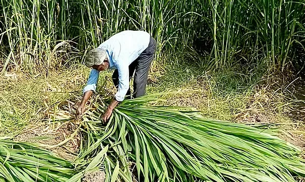 Napier Grass as a Sustainable Feedstock