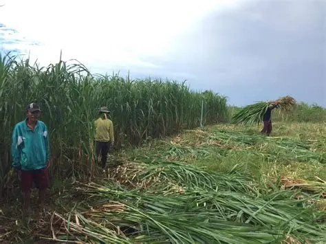 Maximizing Napier Grass Yield