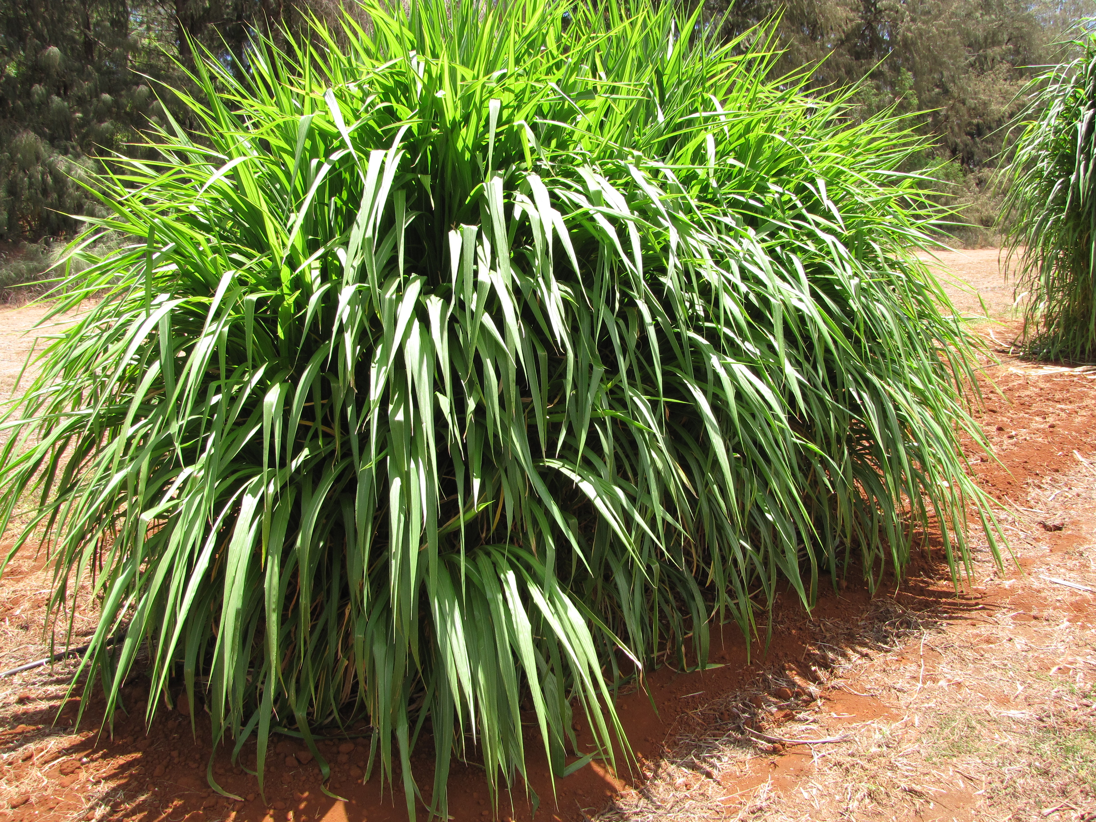 Napier Grass