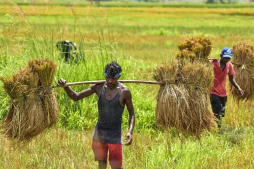 Rural employment ecosystem